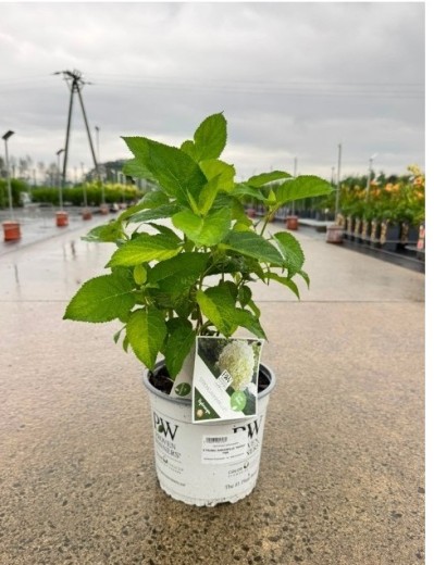 Hortensja drzewiasta 'Strong Annabelle'
